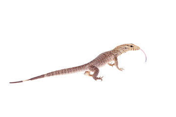 Naklejka premium Clouded Monitor, Varanus nebulosus, on white