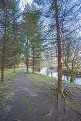 Footpath through woodland by stream in winter