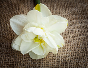 Delicate flower daffodil with heart on wooden background.