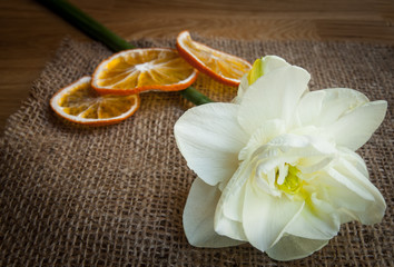 Fototapeta na wymiar Delicate flower daffodil with heart on wooden background. 