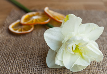 Fototapeta na wymiar Delicate flower daffodil with heart on wooden background. 