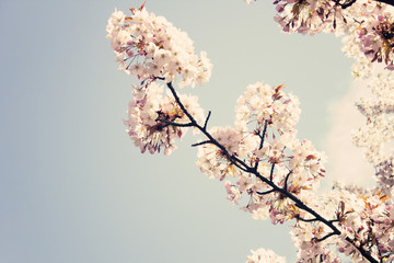 Vintage cherry blossoms in spring