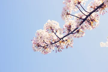 Printed kitchen splashbacks Cherryblossom Vintage cherry blossoms in spring