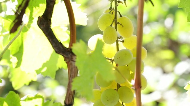 Grape cluster closeup - four frames cca 5 sec each