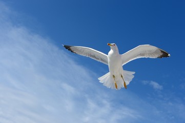 Fototapeta premium Seagull