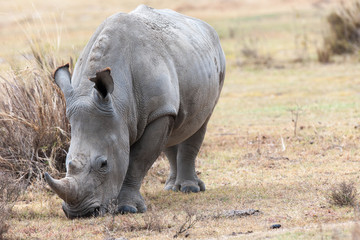 Fototapeta premium Rhino in the Masai Mara