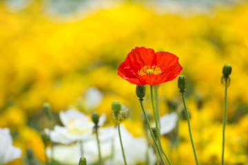  Single red poppy on a yellow field