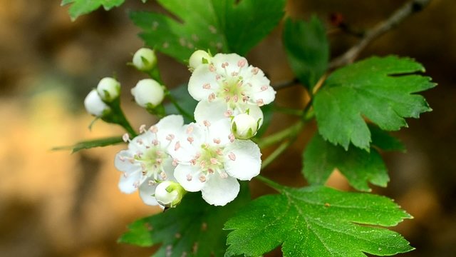 Close-up of common hawthorn flowers stirred by wind in spring