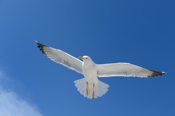 Seagull