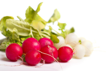 Red and white fresh Radish