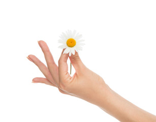 Beautiful woman french manicured hand with fresh camomile daisy