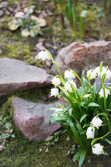 snowdrops - first spring flowers