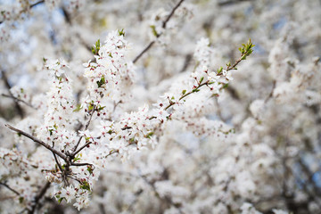 Cherry blossom tree