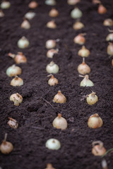 Onion in the garden