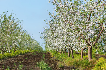 Blooming apple orchard in May evening © HaiGala