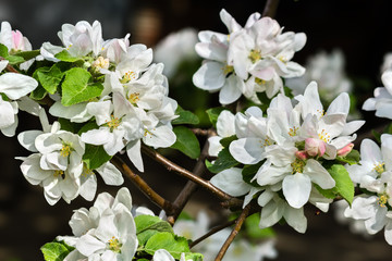 White delicate flowers of apple trees close-up