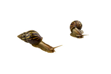 Snail isolated on white background