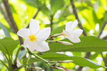 Obraz na płótnie Canvas White plumeria flower with green leaf background