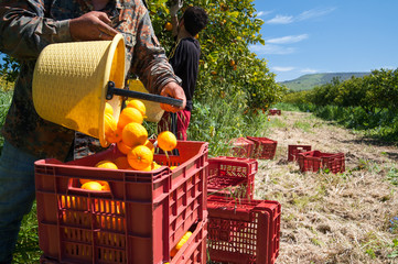 Orange picker unloading a basket full of oranges in a bigger one