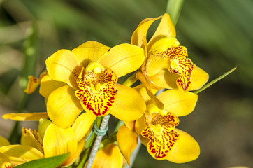 Obraz premium Close-up of beautiful Yellow Phalaenosis orchid. SHALLOW DOF.