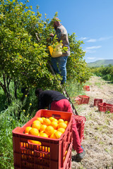 Red plastic fruit box full of oranges and pickers at work