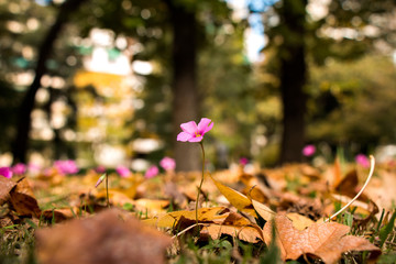 Oxalis rubra (Blume) zwischen Herbstlaub