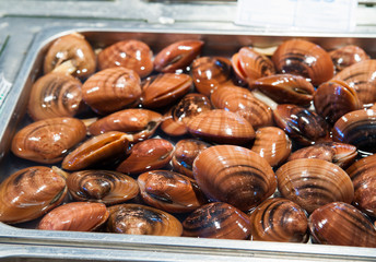 Hard clams for sale in Catania fish market