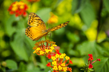 Butterfly on the flower in the sunny summer day.