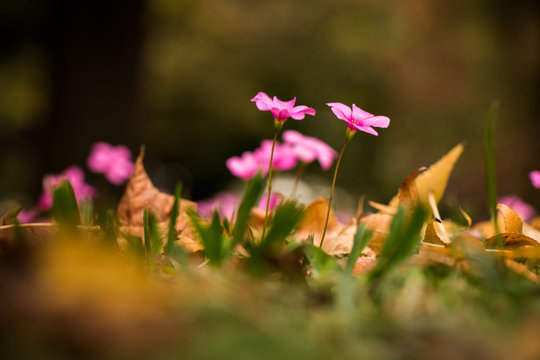 Oxalis rubra (Blume) zwischen Herbstlaub