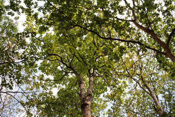 Green leaves in autumn with the nature