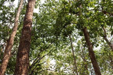 Green leaves in autumn with the nature