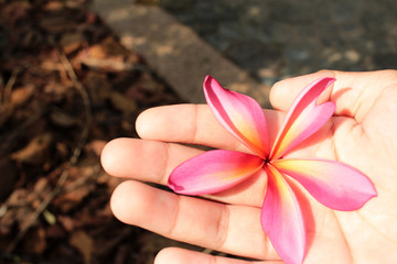 pink frangipani flower