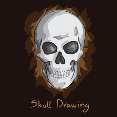 vector of human skull drawing