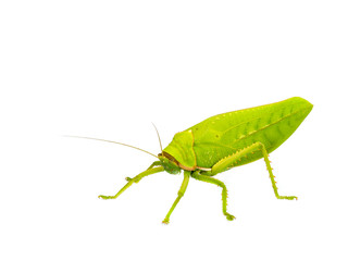 grasshopper.