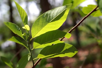 Green leaves in autumn with the nature