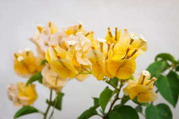 Obraz premium Bougainvillea