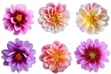 Foto auf Acrylglas Dahlie Dahlie-Blumen-Set