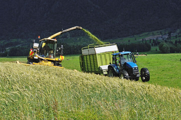 harvesting triticale for silage