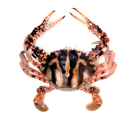 Crab isolated on white background