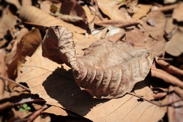 Dried leaves