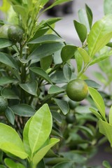 ripe orange hangs on the tree