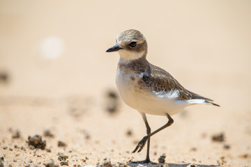 Portrait of bird - Lesser Sand Plover