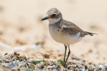 Lesser Sand Plover looking food at beach