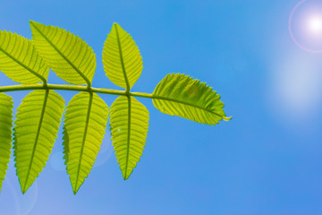 Green leaf with blue sky