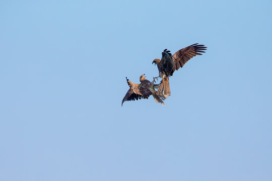 Two Black Kite fighting in blue sky