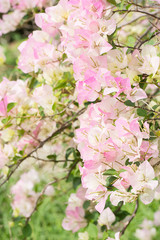 Beautiful pink white  bougainvillea flowers with blur background