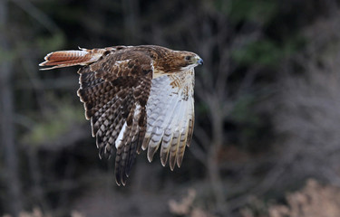 A Red-tailed hawk (Buteo jamaicensis) in mid-flight..
