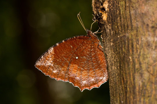 Common Palmfly drinking on tree with backlight