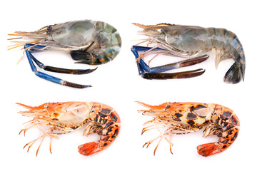 Giant freshwater prawn, Fresh shrimp isolate on white background