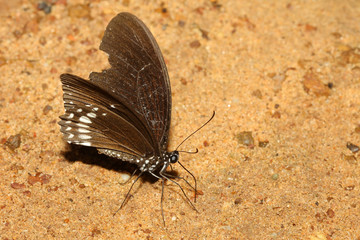 brown butterfly on the sand